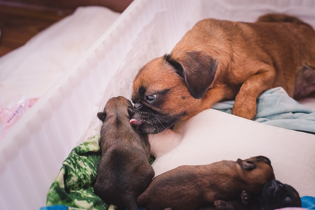 Брабансон Юкки со своими малышами