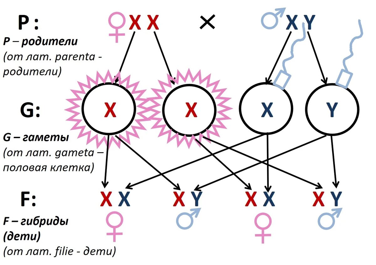 Обозначения в биологии генетика. Генетика. Генетика для чайников. Генетика биология. Генетика картинки.
