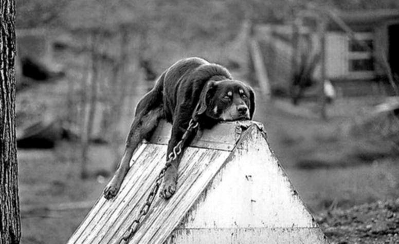 Кажется, этому псу нечего делать...