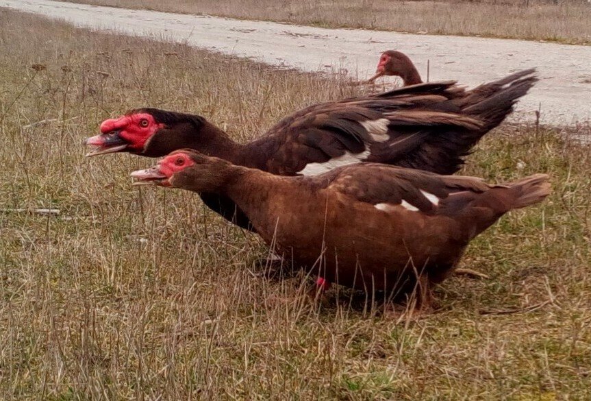 Мускусная утка шоколадная фото и описание