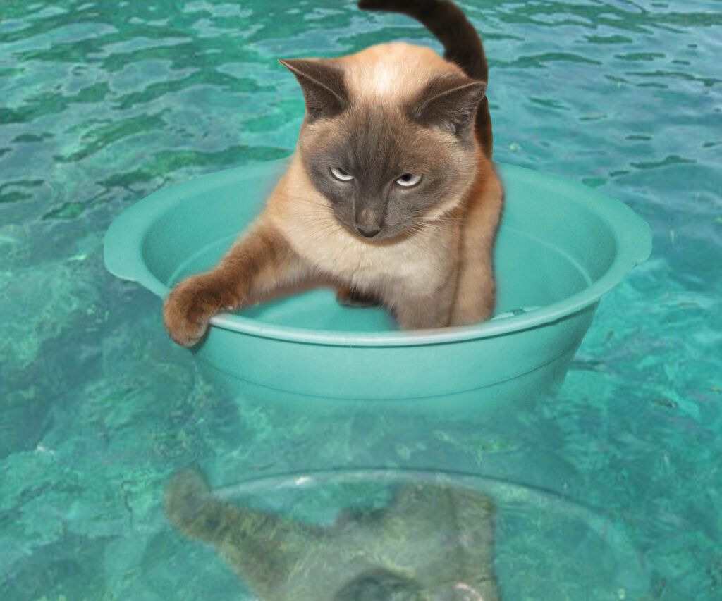 Котенок купается