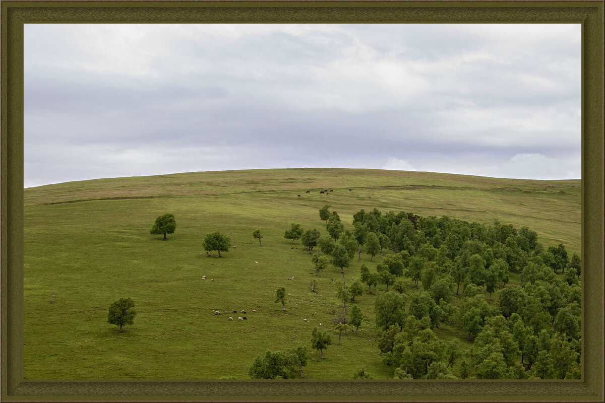 У лошадей более высокое положение, чем у овец и баранов.