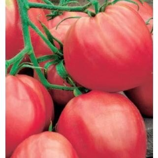 Фото из интернета