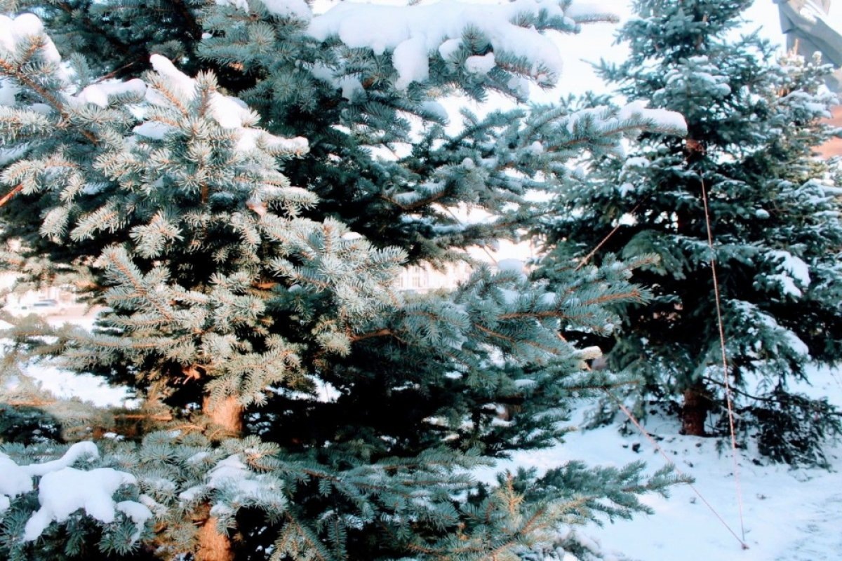    Новые голубые ели высадили на площади Революции в Челябинске