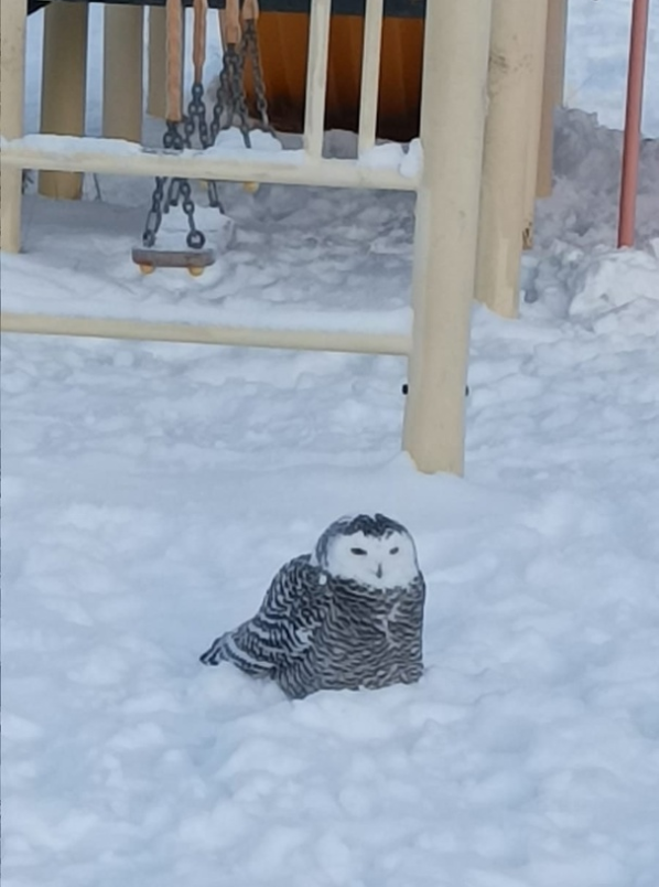     Совиное «нашествие». Очередную пернатую спасали в поселке Пуровского района