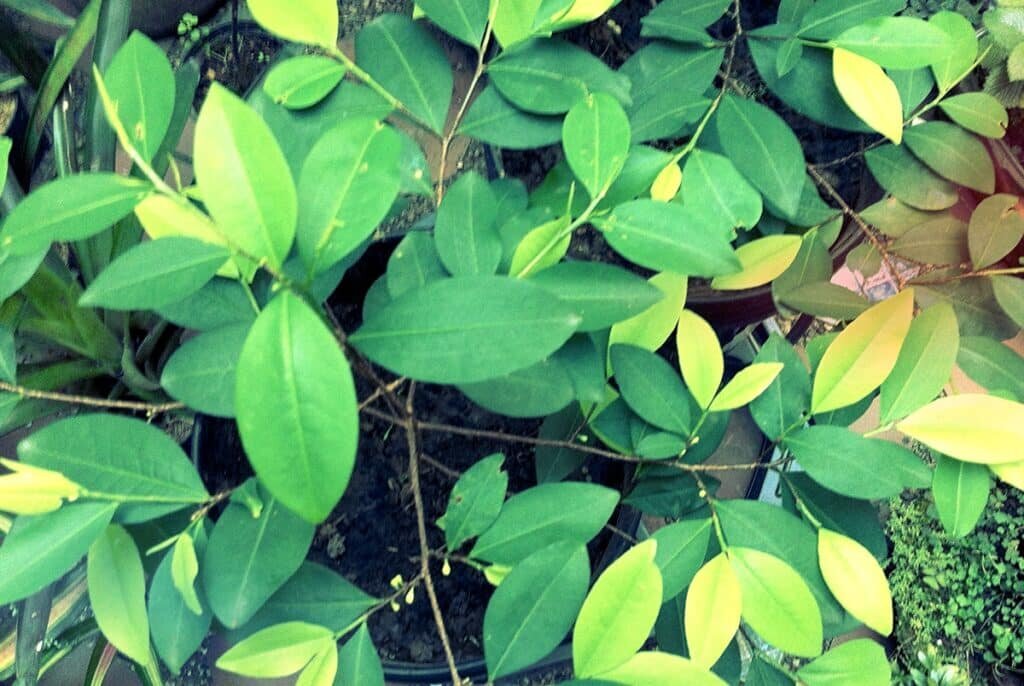    Растения коки / ©Luis Pérez, Flickr