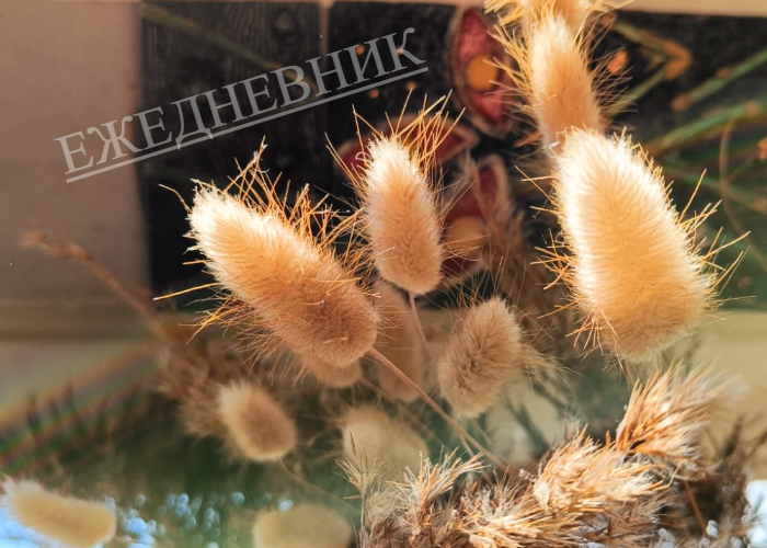 Ежедневник