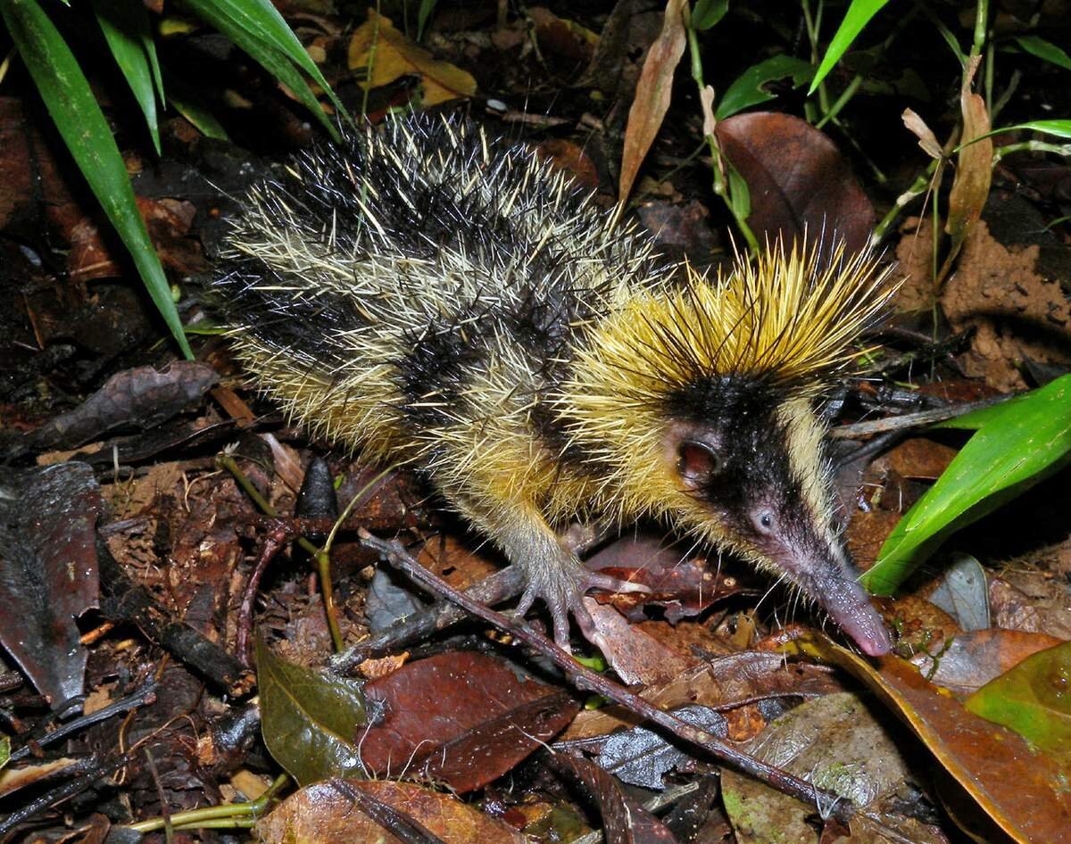 Тенреки — объекты охоты фосс и мангустов.
