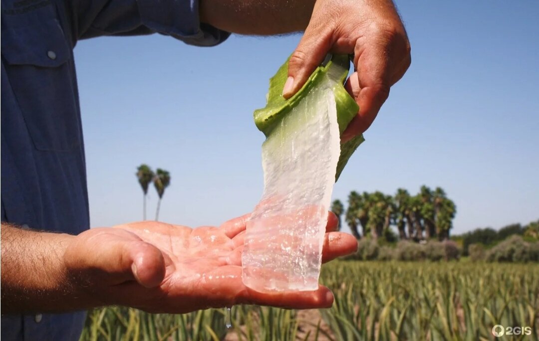 LR Health & Beauty использует чистый гель Алоэ Вера