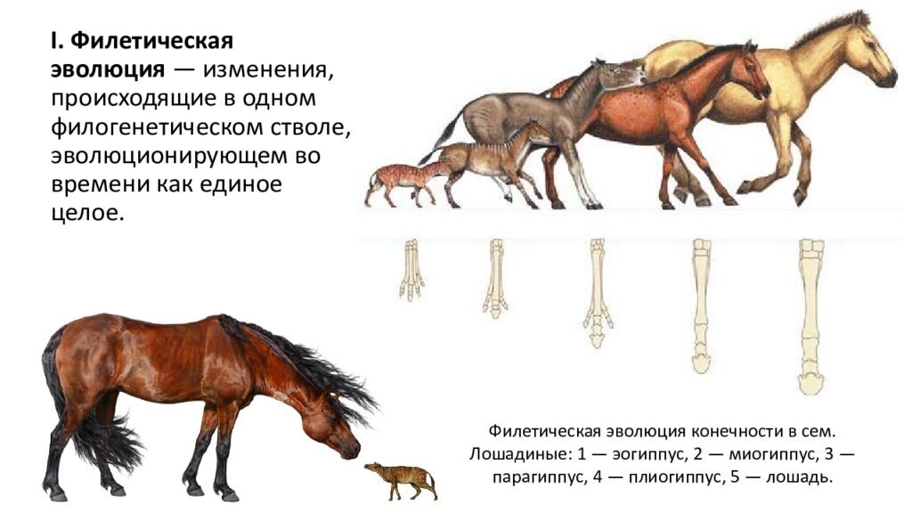 Филетическая форма эволюции примеры Вымирание животных /// НЕ по вине человека Зелёный дол 