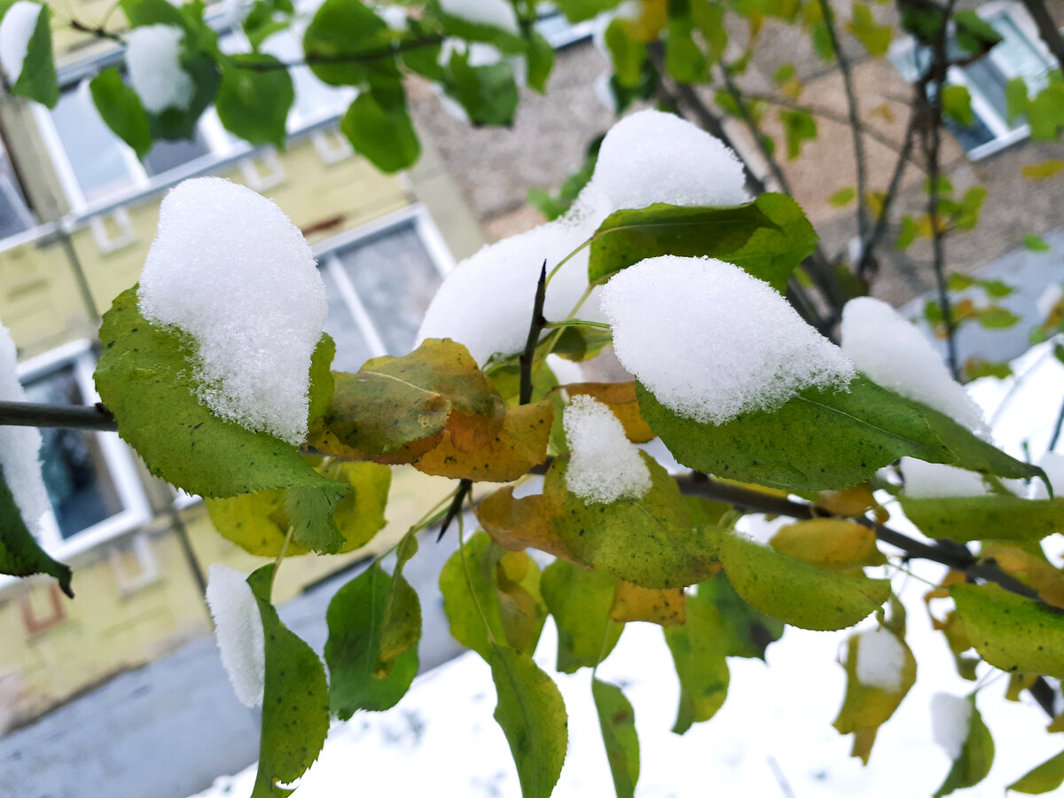 Две недели назад еще были листья на деревьях