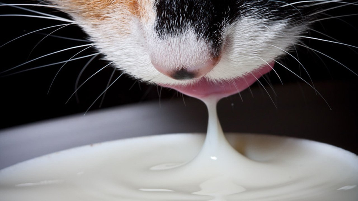 Кот лакает молоко. Котенок лакает молочко. Кошка пьет молоко. Кот в сметане.