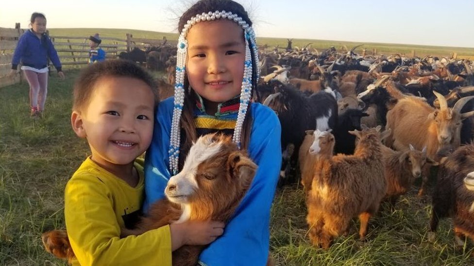 кашемировые козы Монголии (иллюстрация из открытых источников)