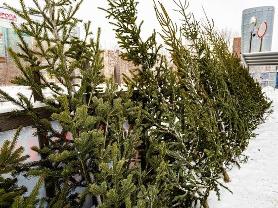     фото густаво зырянова/мк в новосибирске