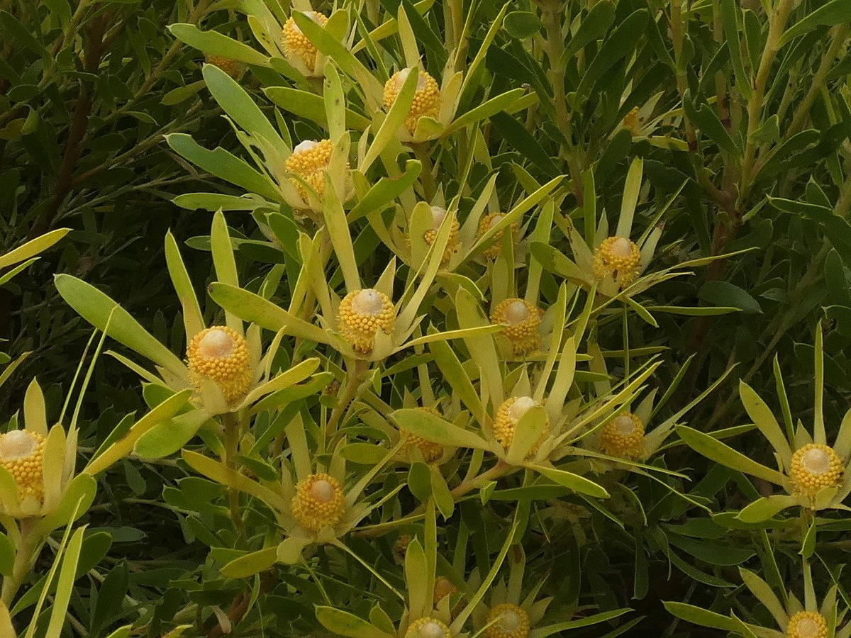 Leucospermum truncatum, его там на каждом шагу, только успевай обходить.