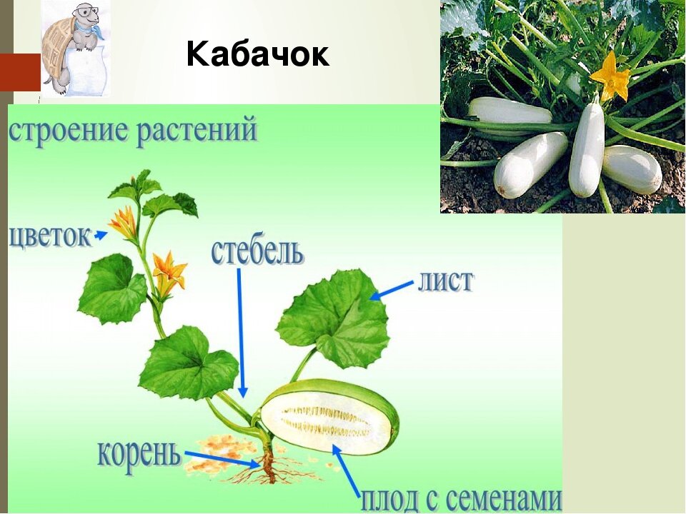 Части растения окружающий мир. Кабачок строение растения. Строение кабачка. Кабачок части растения для детей. Строение цветка кабачка.