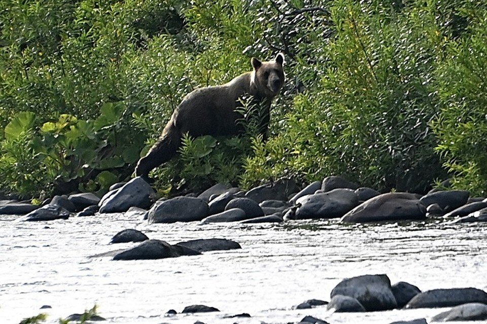     Медведя с трихинеллезом нашли в Хабаровском крае Владимир ВЕЛЕНГУРИН