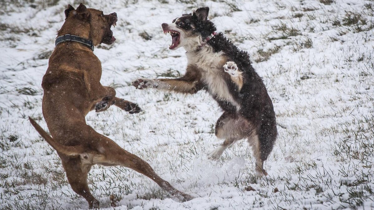https://megapolisonline.ru/content/uploads/2019/04/kaempfende-hunde-in-singen-ist-eine-frau-von-zwei-tieren-attackiert-worden-symbolbild-.jpg