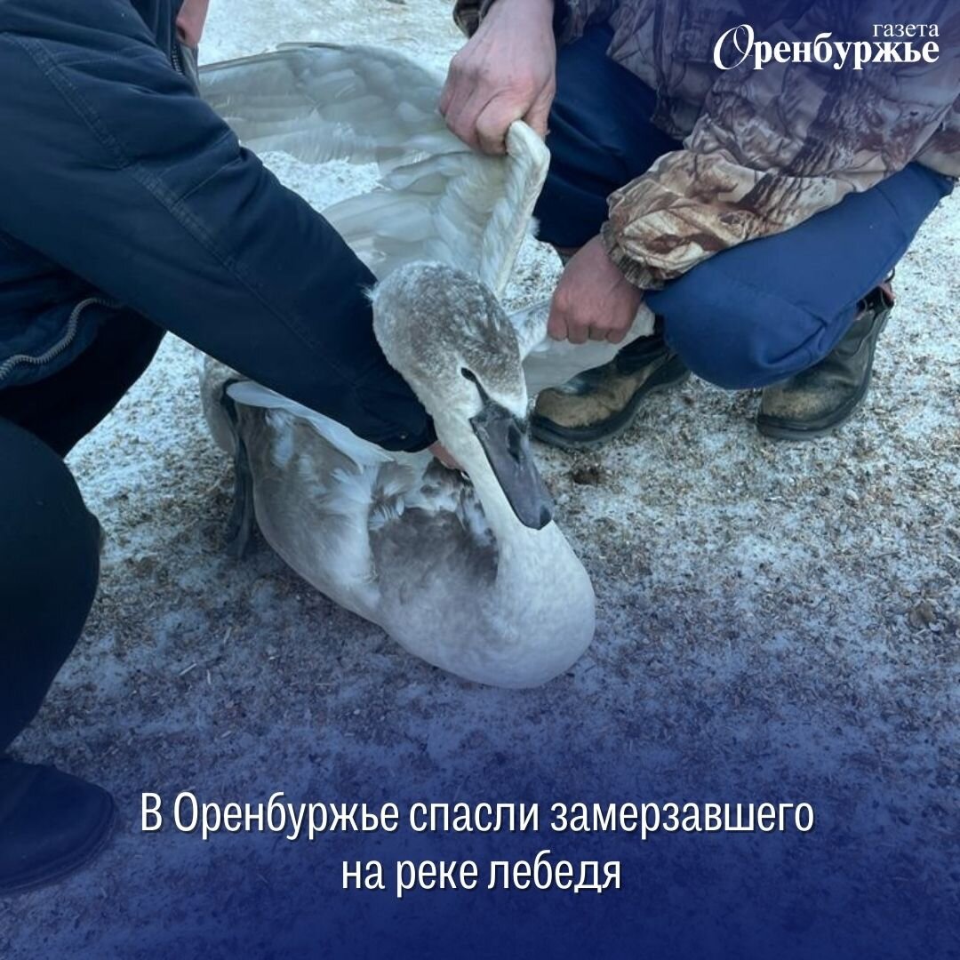 Как спас замерзающего. От чего больше погибают птицы от голода. Чувствуют ли птицы голод