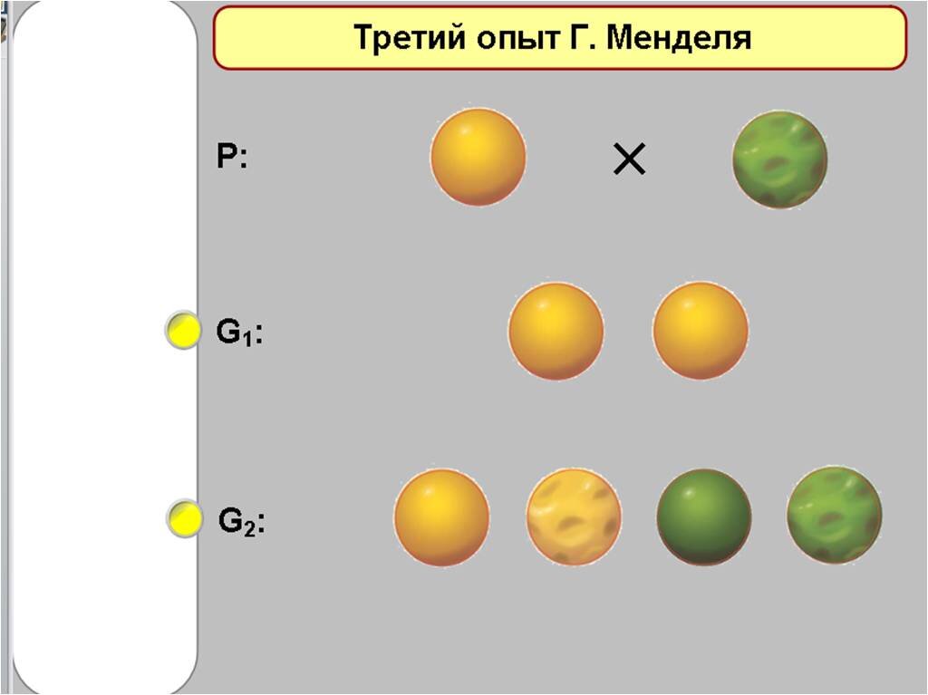 План урока биологии в 9 классе на тему дигибридное скрещивание..