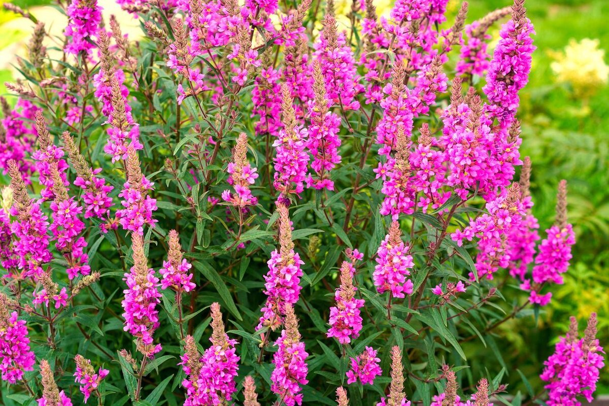    Дербенник иволистный 'Morden Pink'