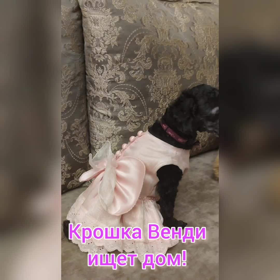 🥰КРОШКА ВЕНДИ ИЩЕТ ДОМ!!!🏠