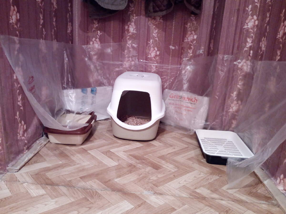 Куда поставить лоток для кота? — Teletype