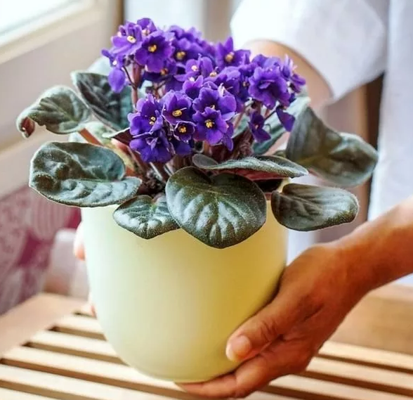 Фотография взята из источника pocvetam.ru