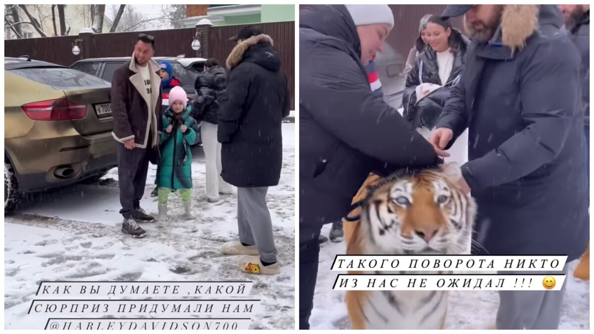 Прилучный с женой и детьми устроил фотосессию с тигрицей