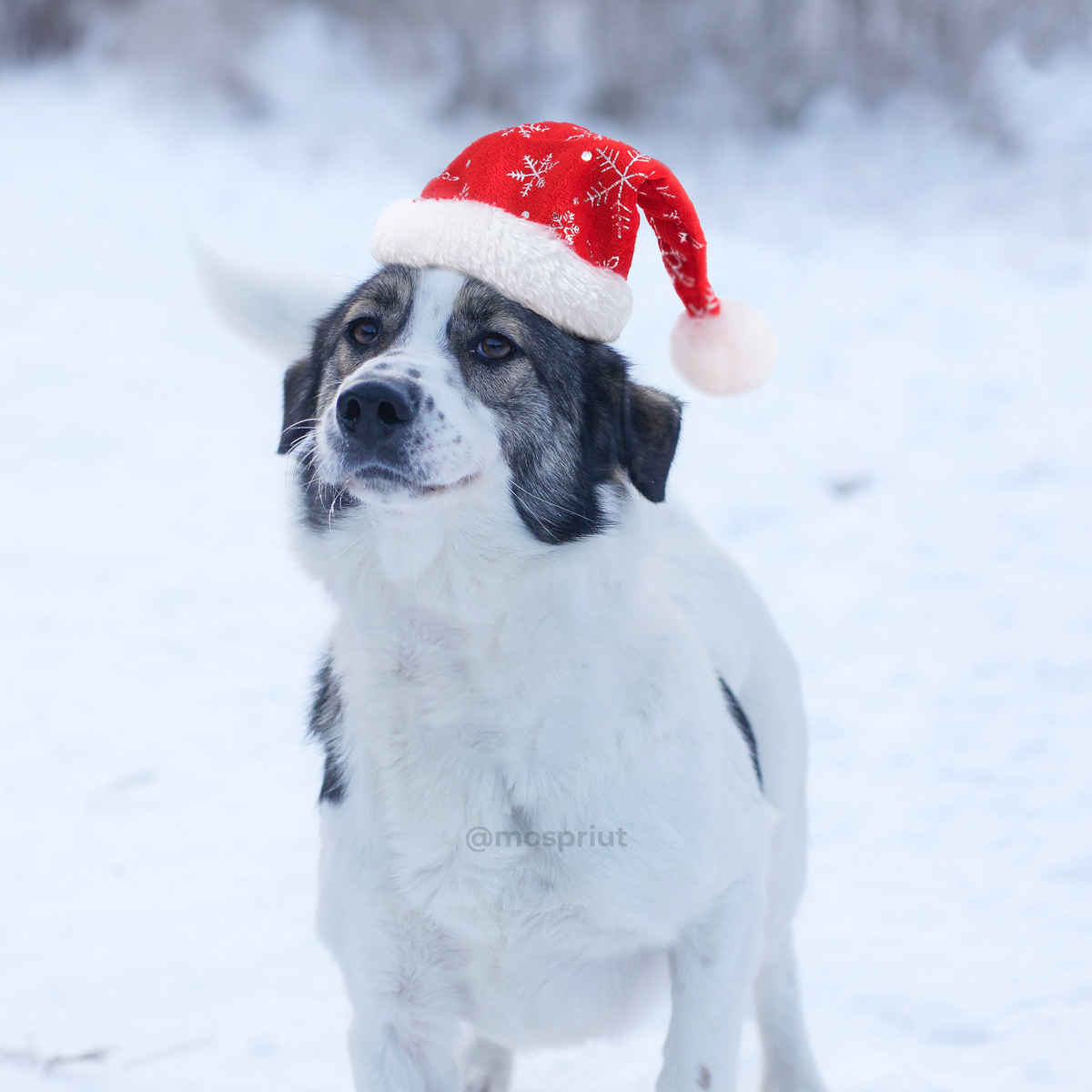 Фото можно использовать только с пометкой нашего канала!