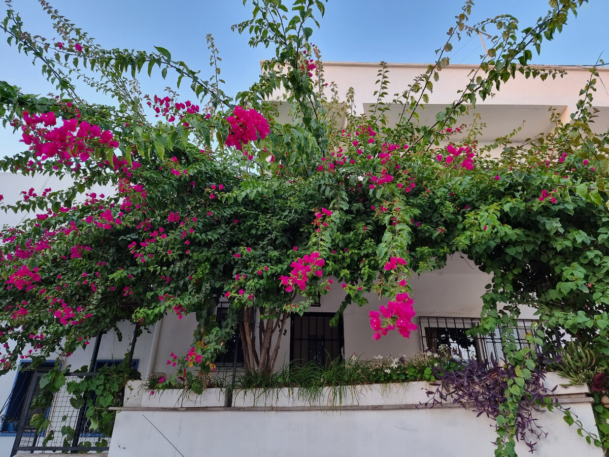 Зелень на домах