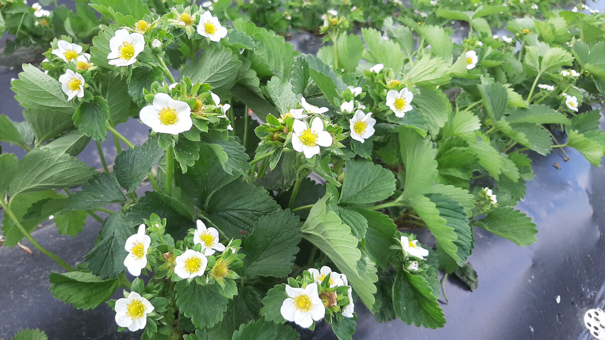 Посадка клубники