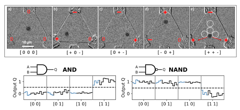   Klaus Raab et al. / Nature Communications, 2022