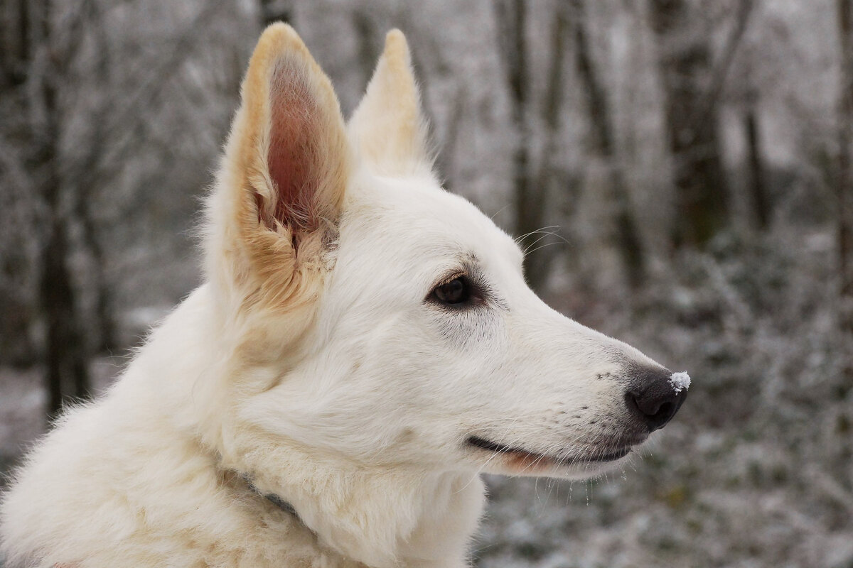 БШО — потомок немецкой овчарки с эффектной внешностью и покладистым характером.