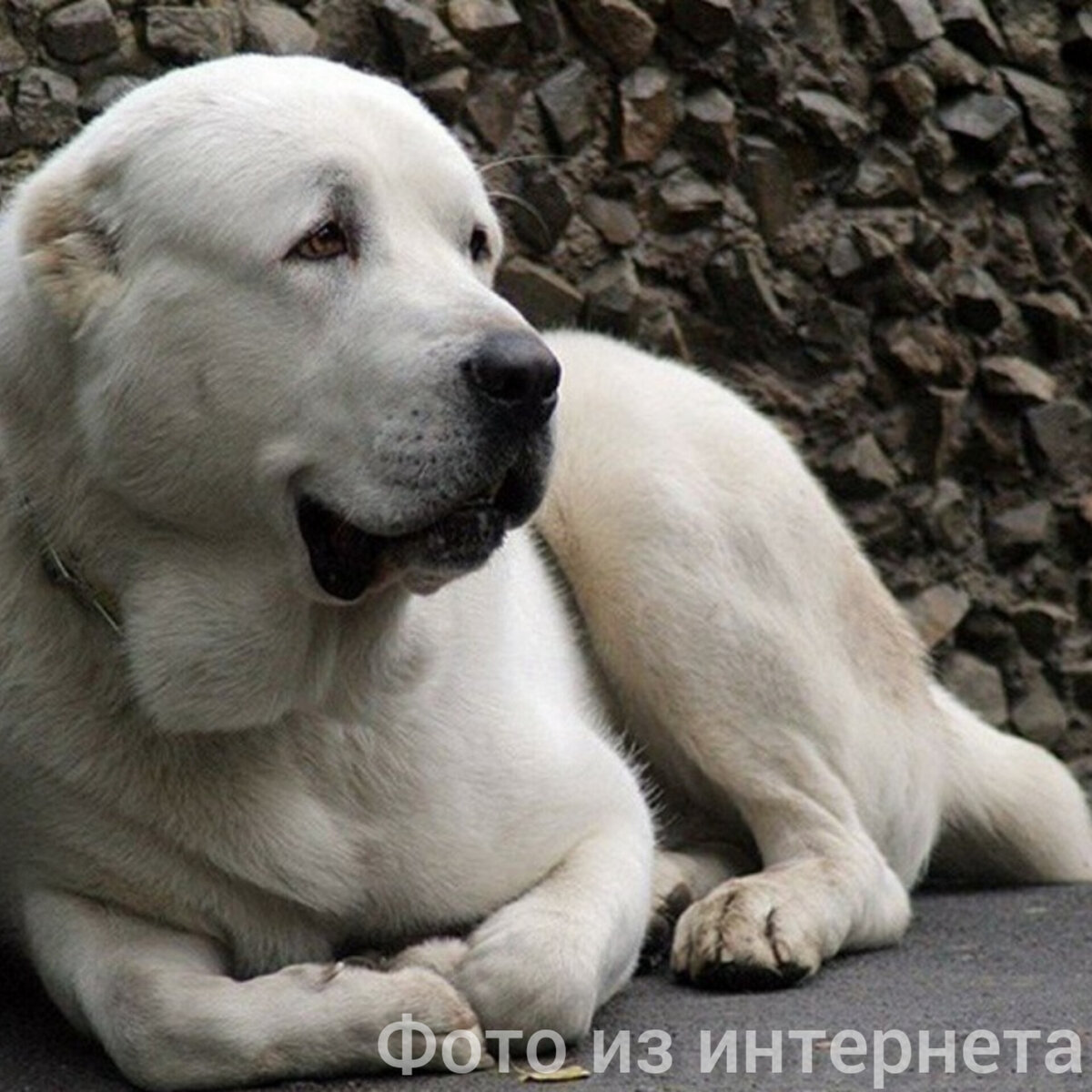 Нюша. Фото пока нет. Взяли из интернета. 