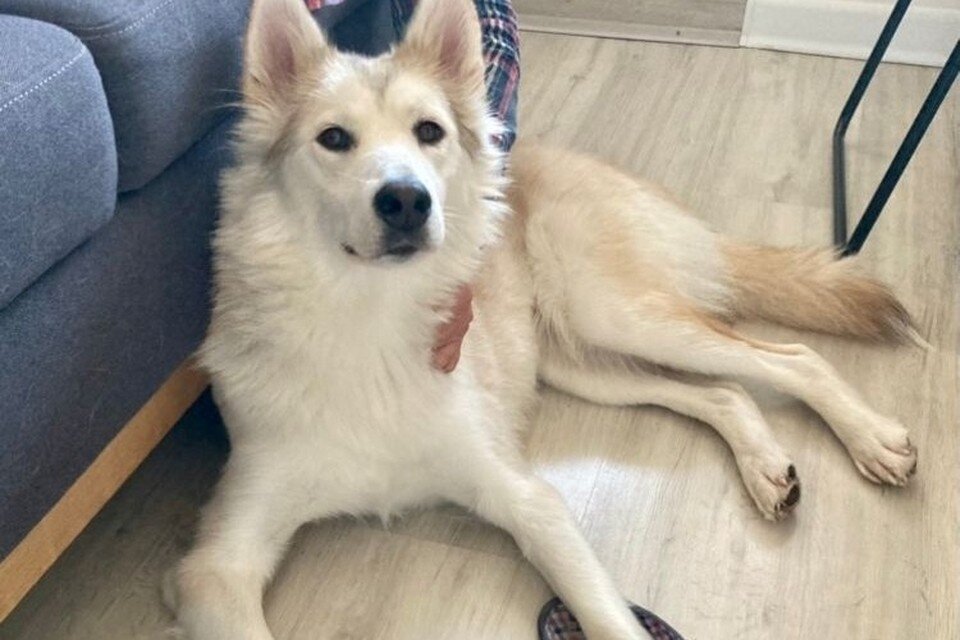 Жертвами неизвестных стали не только уличные псы, но и домашние любимцы