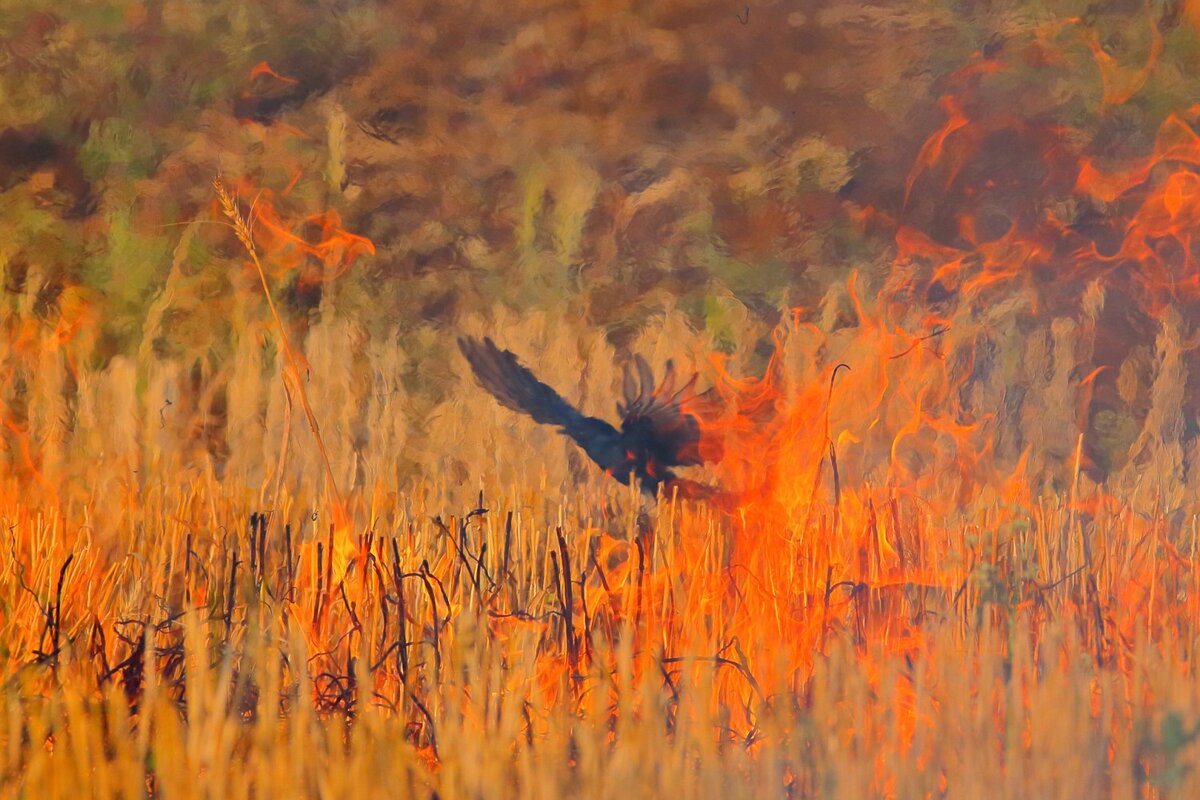    Nitin Sonawane, naturephotographeroftheyear.com