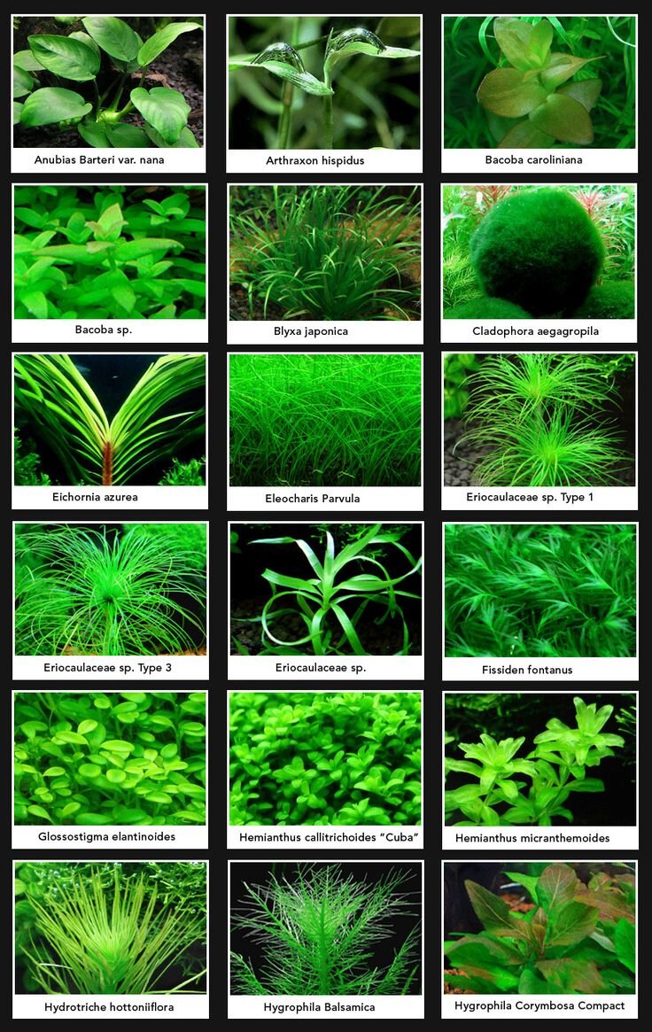 аквариумные растения каталог с фотографиями и названиями