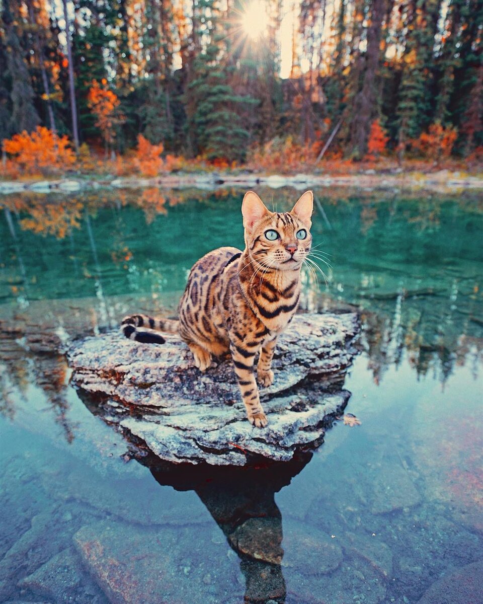 Котенок в лесу