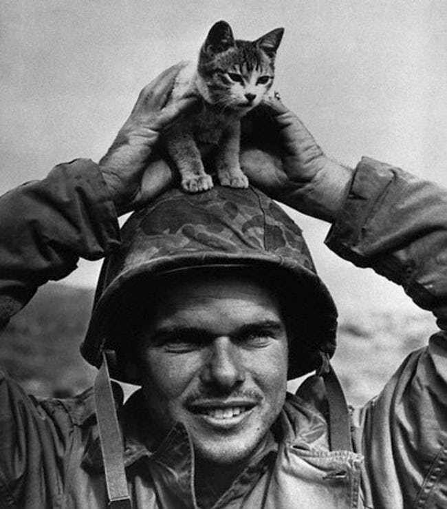 Американский солдат с котенком