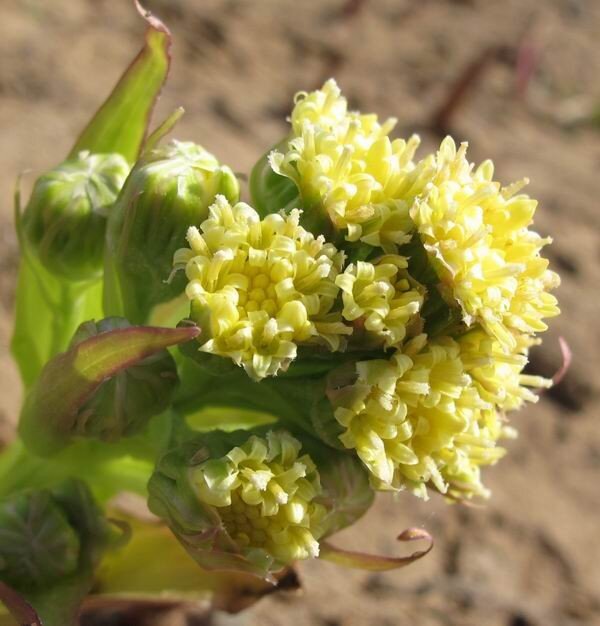  Не знаю как этот цветок называется