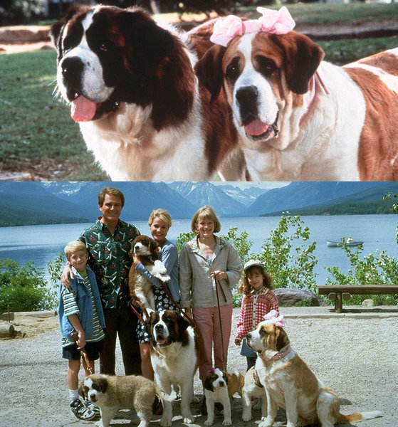  После выхода фильмов о животных, популярность собак-кинозвезд резко возрастает. Многие дети хотят питомца «такого как в кино».-2