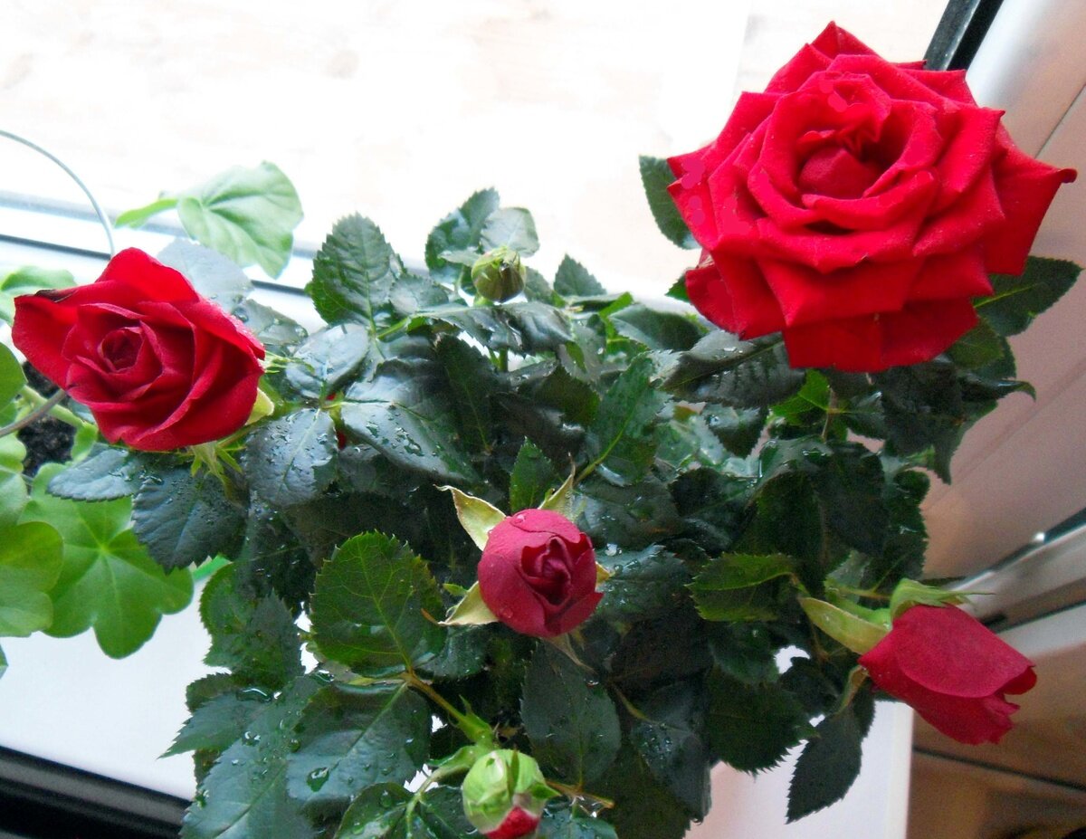 Фото: show.7ya.ru