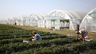 © РИА Новости / Виталий ТимкивПерейти в фотобанкПатрушев назвал развитие фермерства одной из главных задач МинсельхозаВ регионе завершается разработка законопроекта о "Вологодском гектаре".