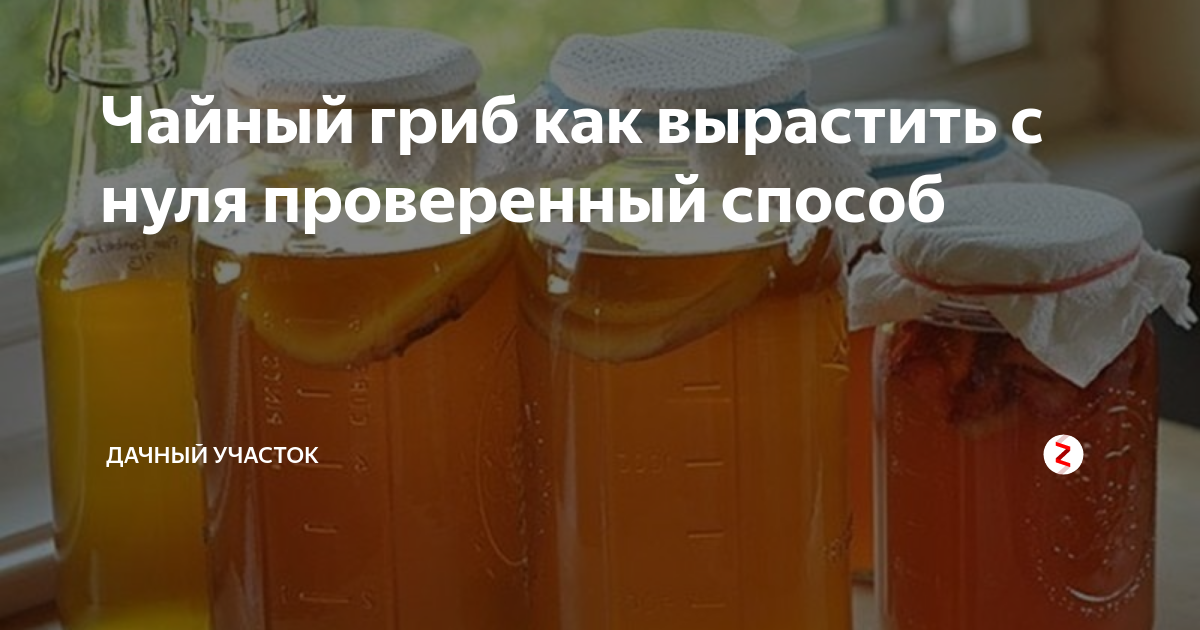 Рецепт гриба чайного на 3 литровую. Чайный гриб приготовление. Как вырастить чайный гриб. Чем полезен чайный гриб. Как вырастить чайный гриб с нуля в домашних условиях.