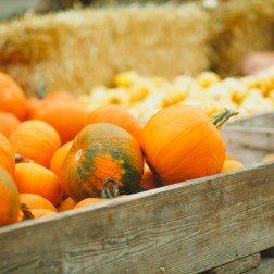 Я — большой фанат праздника Halloween и испытываю настоящую детскую радость при виде тыкв, костюмов, осенних украшений для дома в стилистике праздника. К празднику Halloween можно относится по-разному, но сложно отрицать, что оранжевые тыковки очаровательны. Мне часто встречались в интернете невероятные фотографии с ферм, где выращивают знаменитые тыквы, но никогда не думала, что смогу сама побывать на такой. В нашей осенней поездке по штату Калифорния моя мечта сбылась.И случилось это не запланировано, все благодаря моему мужу. Мы ехали на машине на закате по знаменитой трассе Америки Highway 1 из Сан-Франциско, когда сбоку показались оранжевые точки в зелени холмов, Олег увидел их первым и свернул на грунтовую дорогу. Сложно передать весь мой восторг и счастье, когда точки оказались огромными тыквами, их было так много и они были везде: на земле, в багажнике грузовиков, на столах! Все выглядело так сказочно и так нереально!