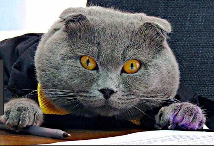 Кот рекламный. Полезная вещь в хозяйстве )