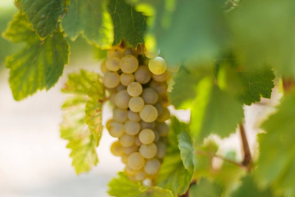 Виноград сорта шарова. Шардоне сорт винограда. Шардоне сорта белого винограда. Шардоне виноградник. Шардоне виноград белый удлиненный.