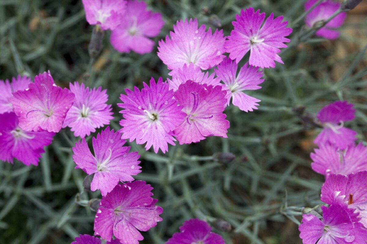 Dianthus Arabella Purple гвоздика