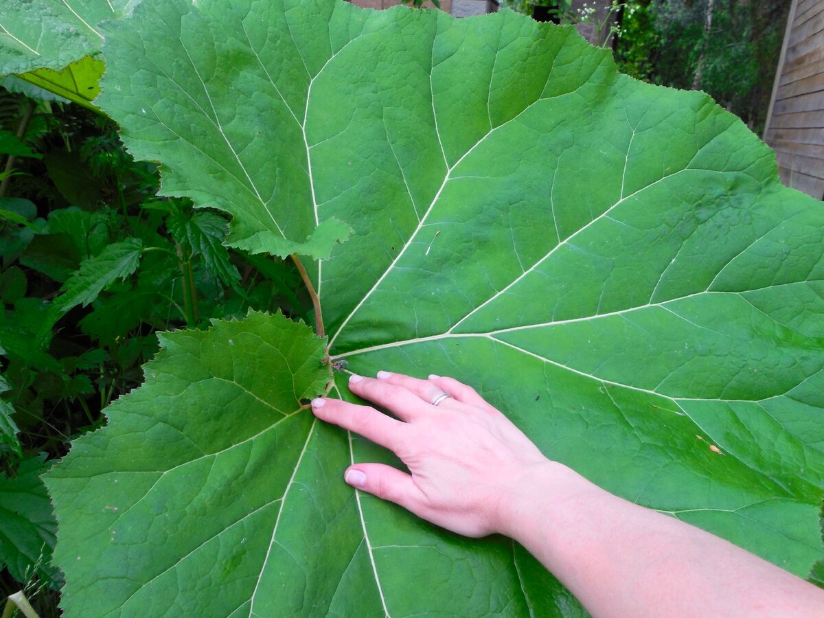 Белокопытник. Растение с огромными листьями. Мой любимый монстр
